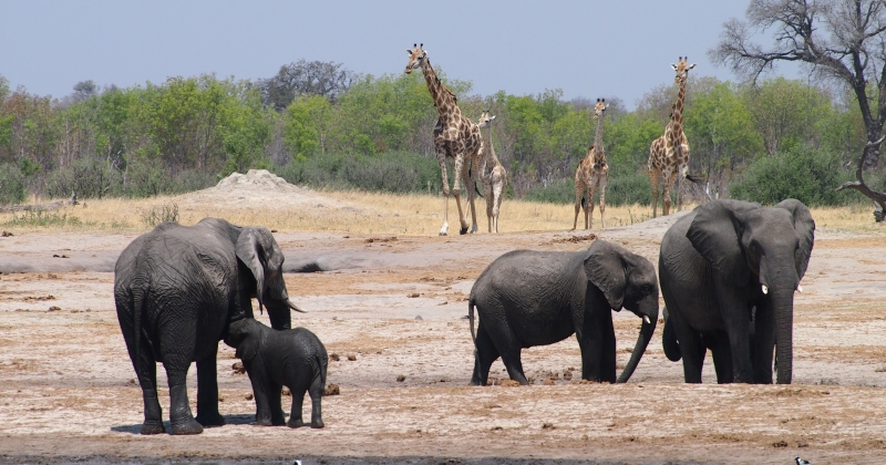 Elephants and giraffe in the Hwange National Park, Zimbabwe